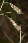 Barratt's sedge